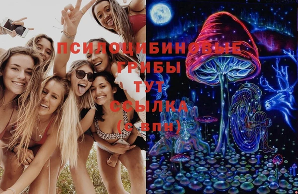 стаф Вязьма